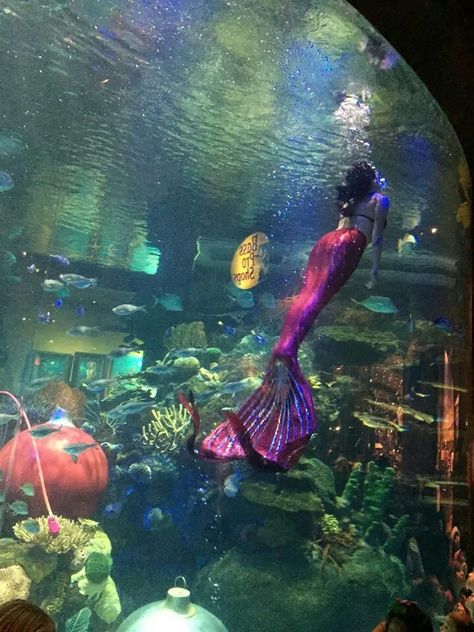 In Vegas Mermaid In Aquarium, Aquarium Mermaid, Mermaid Aquarium, Siren Energy, Modern Mermaid, Siren Core, Artistic Room, Mermaid Stories, Mermaid Photography