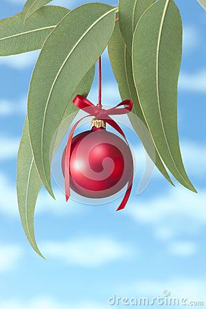 Australian Summer Christmas Tree by Dave Bredeson, via Dreamstime Summer Christmas Tree, Australian Christmas Tree, Australian Christmas Cards, Christmas Decorations Australian, Aussie Summer, Red Christmas Ornaments, Christmas In Australia, Aussie Christmas, Christmas Canvas Art