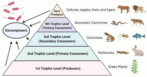 Last Updated on February 5, 2021 by Sagar Aryal Trophic level Definition Trophic level is the position within a food chain that is occupied by a group of organisms in an ecosystem. The classification of organisms into the different food chains is based on their feeding behavior. Trophic level is a step in the nutritive series of food chains which ... Read moreTrophic level- Definition, food chain, food web, pyramid, examples The post Trophic level- Definition, food chain, food web, pyramid, exam Food Chain Diagram, Ecological Pyramid, Food Chain Worksheet, Microbiology Notes, Apologia Biology, Trophic Level, Energy Pyramid, Dog Bear, Conservation Biology