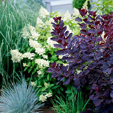 Velvet Cloak Smoke tree - Plant Encyclopedia - BHG.com Velvet Fog Smokebush, Purple Smokebush, Royal Purple Smokebush Tree, Texas Purple Sage Bush, Purple Flowering Tree, Cotinus Coggygria, Purple Perennials, Velvet Cloak, Plant Encyclopedia