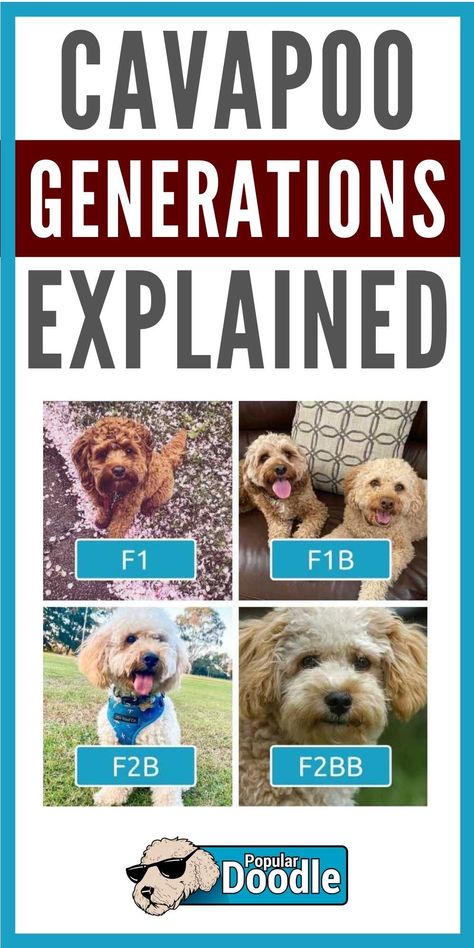 Cavapoo Size Chart, Cavapoo Full Grown, Black Cavapoo, Grown Cavapoo, Cavapoochon Full Grown, Cockapoo Vs Cavapoo, Cavapoo Breeders, Teacup Cavapoo Full Grown, Whelping Puppies