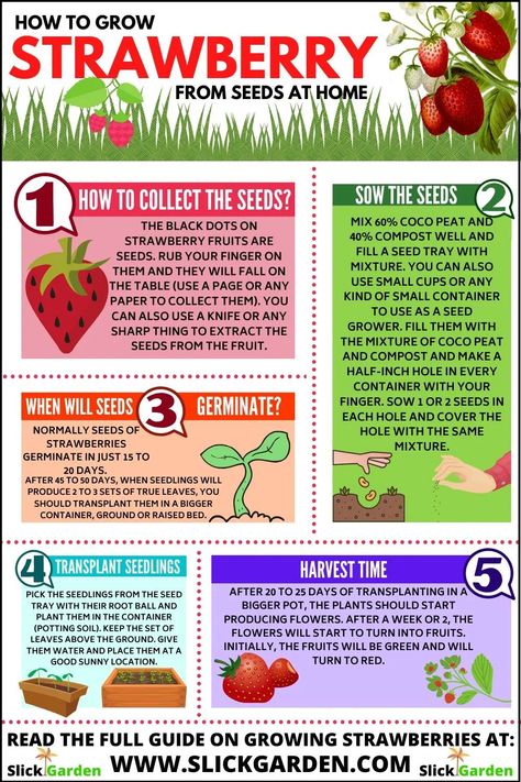 How to Grow Strawberry from Seeds at Home – Slick Garden Growing Strawberries In A Pot, How To Grow Strawberries In A Pot, Strawberry Fertilizer, Strawberry Planting, Gardening Infographic, How To Grow Strawberries, Smart Farming, Strawberry Planter, Grow Strawberries