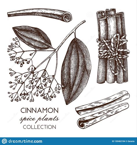 Cinnamon Illustration Botanical, Cinnamon Tattoo, Cinnamon Drawing, Cinnamon Plant, Plant Sketch, Sketch Tattoos, Plant Sketches, Learning Design, Design Styles