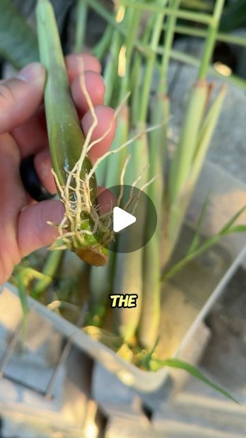 Mama Judy on Instagram: "Here’s your sign to grow your own lemon grass!" Planting Lemongrass Outside, How To Grow Lemon Grass Plant, Lemon Grass Plant, Grow Lemongrass, Lemongrass Plant, Gardening Indoors, How To Grow Lemon, Grasses Garden, Fresh Green Beans