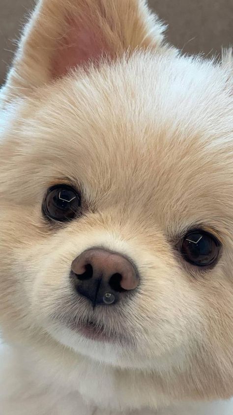 Cute White Dog, Big Dogs Breeds, Biggest Dog In The World, Biggest Dog, Cute Fluffy Dogs, Dog Mommy, Very Cute Puppies, Whatsapp Wallpaper Cute, Cute Pomeranian