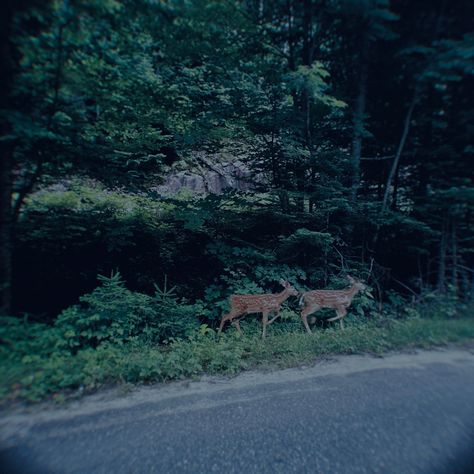 Twilight Visuals, Forks Forest, Forks Washington Twilight, Twilight Forks, Wilderness Aesthetic, Changing Aesthetic, Forest Rain, Twilight Dr, Twilight Core