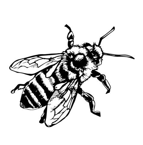 Honey Bee Drawing, Bee Clip Art, Clip Art Black And White, Bumble Bee Tattoo, Scientific Drawing, Bee Drawing, Bee Clipart, Ancient Tattoo, Bee Illustration