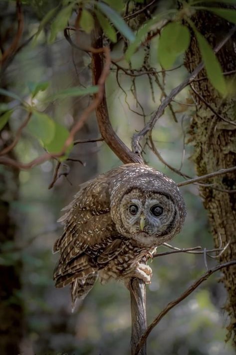 Northern spotted owl portrait. Photo: Isabelle Edwards Photography. Northern Spotted Owl, Owl Portrait, Spotted Owl, Owl Photography, Owl Lovers, Portrait Photo, Witch, Birds, Animals