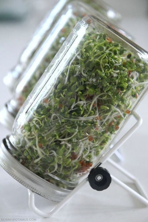 How To Grow Sprouts in Your Kitchen The Easy Way Sprout Garden, Sprouts Benefits, How To Grow Sprouts, Grow Sprouts, Microgreens Garden, Lacto Fermentation, Grains Recipes, Herbs Growing, Growing Sprouts