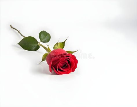 Single Red Rose With Green Leaves on White Background isolated royalty free stock photos Nature Minimalist, Single Red Rose, Red Rose, Green Leaves, Free Stock Photos, Red Roses, White Background, Photo Image, Royalty Free Stock Photos