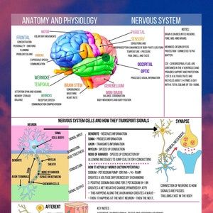 Nursing A&P Notes Anatomy and Physiology for Nursing - Etsy India Notes Anatomy And Physiology, Renal Physiology, Nursing Math, Notes Anatomy, Nursing School Studying Cheat Sheets, Subarachnoid Hemorrhage, Newborn Nursing, Math Made Easy, Nursing Cheat