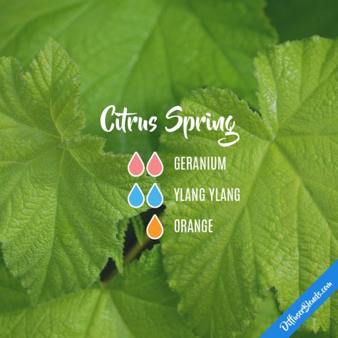 Citrus Spring - Essential Oil Diffuser Blend Plant Therapy Diffuser Blends, Relaxing Aromatherapy Blend, Deep Sleep Essential Oils, Eucalyptus Spearmint Essential Oil Blend, Energizing Aromatherapy Blends, Citrus Bliss Diffuser Blends, Spring Diffuser Blends, Alternative Therapy, Essential Oil Reed Diffuser