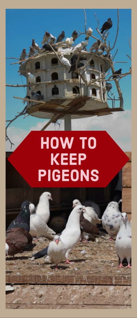 Pigeon Bird House, Raising Pigeons For Meat, Diy Pigeon Coop, Pigeon Nest Box Ideas, Pigeon House Ideas Diy, Pigeon Coop Ideas, Diy Pigeon Cage, Pigeon Nesting Boxes Diy, Pigeon House Ideas