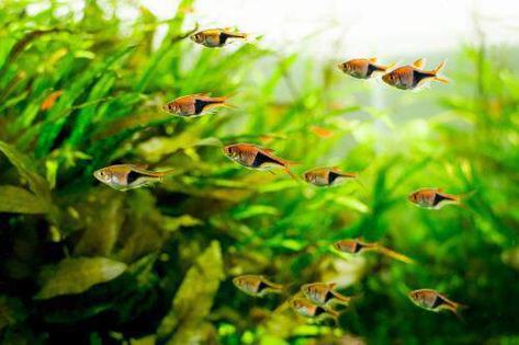 Community Aquarium, Aquatic Design, Aquarium Store, Underwater Plants, Brine Shrimp, Live Aquarium Plants, Live Aquarium, Plant Nutrients, Aquarium Plants