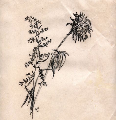 Goldenrod and chrysanthemum, pencil sketch Goldenrod Flower, Live Flowers, Cute Ear Piercings, Flower Sketches, Forearm Tattoos, Art Tips, Pencil Sketch, Chrysanthemum, Future Tattoos