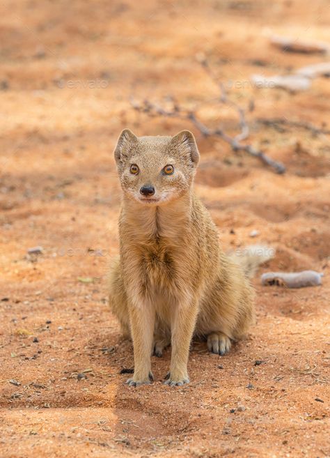 Yellow Mongoose by zambezi. A yellow mongoose in the Kgalagadi Transfrontier Park, situated in the Kalahari Desert which straddles South Africa a... Yellow Mongoose, South Africa Animals, Kalahari Desert, South Africa Animals Wildlife, South Africa Big 5 Animals, African Wild Dog Photography, Marvels Agents Of Shield, Animal References, Southern Africa