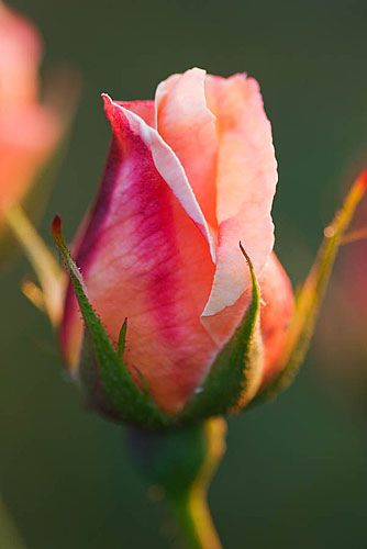 Rose Belle, Coming Up Roses, Colorful Roses, The Secret Garden, Rose Bud, Happy Flowers, Deco Floral, Love Rose, Flower Beauty