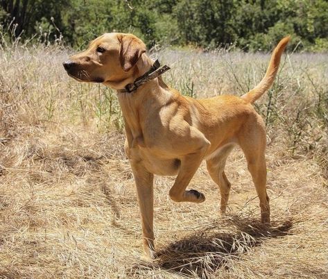 Fit Labrador Retriever, Working Labrador Retriever, Hunting Labrador Retriever, Fit Labrador, Working Labrador, American Labrador Retriever, Conditioned Dogs, Labrador Retriever Hunting, American Labrador