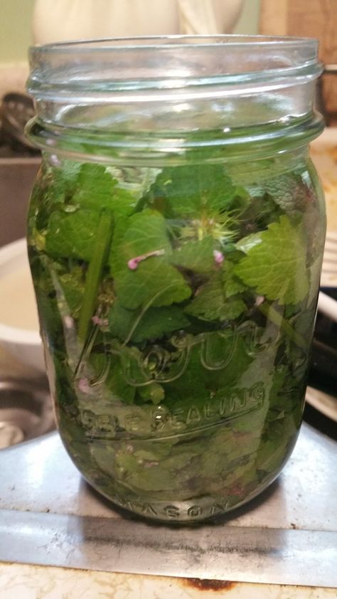 Purple dead nettle tincture - eat your weeds! Dead Nettle Benefits, Purple Dead Nettle Tincture, Purple Dead Nettle Tea, Mint Tincture, Purple Deadnettle, Apothecary Supplies, Dandelion Syrup, Nettle Benefits, Natural Yard