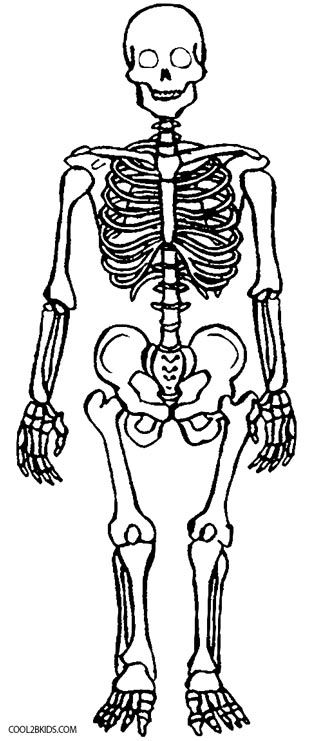 Printable Skeleton Coloring Pages For Kids | Cool2bKids Skeleton Coloring Pages, Skeleton For Kids, Fun Anatomy, Human Body Diagram, Anatomy Coloring, Anatomy Flashcards, Human Skeleton Anatomy, Anatomy Bones, Anatomy Coloring Book