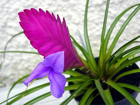 Cravo Do Mato (Bromélia Tillandsia) (17) Tillandsia Cyanea, Terrarium Plant, Indoor Bonsai Tree, Paradise Plant, Violet Plant, Indoor Bonsai, Tillandsia Air Plant, Wonderful Flowers, Flower Spike