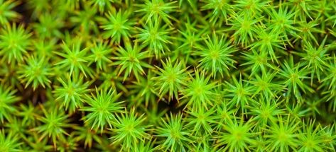 Sphagnum moss can make great decorative touches, or grow into large, fluffy outdoor carpets in the right conditions. Sphagnum Moss, Watercolour Inspiration, Peat Moss, Wild Plants, Outdoor Carpet, Growing Food, New Growth, Mulch, How To Grow