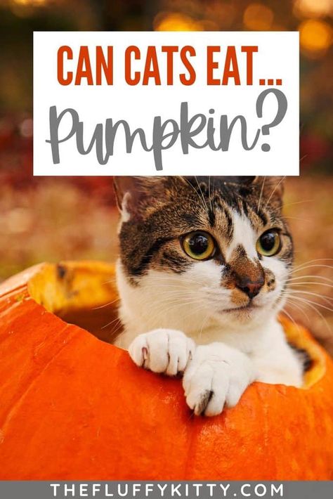 Pumpkin For Cats, Cat Food Recipes, Benefits Of Pumpkin, Toxic To Cats, Grain Free Cat Food, Healthy Cat Food, Pumpkin Puree Recipes, Fluffy Kitty, Pumpkin Filling