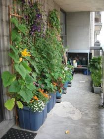 Apartment Homestead, Garden Nook, Container Vegetables, Garden Vegetables, Have Inspiration, Container Gardening Vegetables, The Secret Garden, Small Space Gardening, Raised Bed