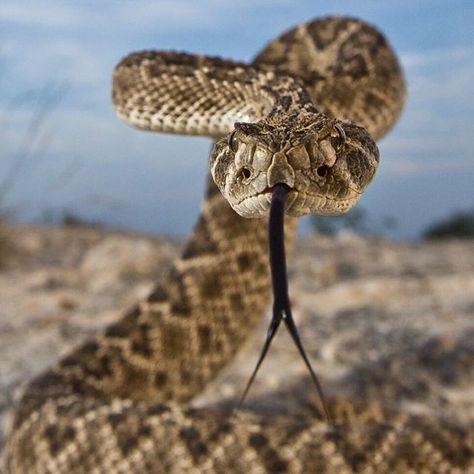 From @kaigner: "Texas: One of the most misunderstood creatures is the snake. The most hated of all-is the Rattlesnake. So hated, that they are usually killed on sight on farms and ranches; so hated that there are roundups in their name, where slaughtering masses of the snakes is deemed as 'fun for the whole family.' When you harass this animal you certainly get a response. If you leave it alone, nine times out of ten, you barely get a rattle. Western Diamondback Rattlesnake (Crotalus atrox)" Diamondback Rattlesnake, Rattle Snake, Snake Drawing, North American Wildlife, Cute Snake, Cute Reptiles, Snake Venom, Snake Art, Reptile Snakes