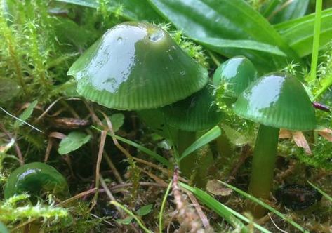 Gliophorus psittacinus, Parrot Waxcap, identification Parrot Waxcap, Fungi Images, Dnd Druid, Wild Mushrooms, Reference Images, Shades Of Yellow, Pictures Images, Image Types, Ecology