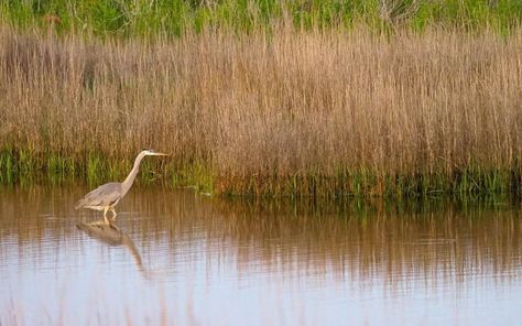 Escape to Indianola, a True Ghost Town on Matagorda Bay Texas Monthly, Texas Parks, Art Moto, Texas History, Free Beach, Beach Camping, Ghost Town, Mississippi River, Rv Parks