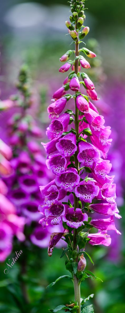 Digitalis (Foxglove) Foxglove Garden Ideas, Foxglove Bouquet, Fox Gloves, Foxglove Flower, Foxglove Flowers, Fox Glove, Bouquet Inspiration, Cascade Mountains, Favorite Flower