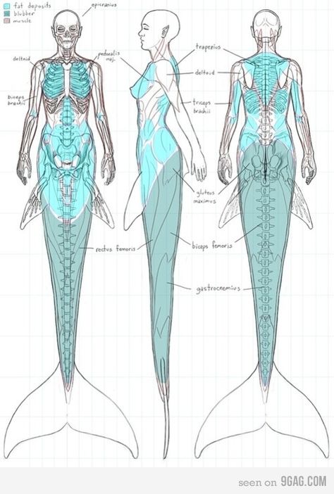 Anatomy Of A Mermaid. Now I just like seeing all you dumbasses argue over a drawing. Haha :) Grafika Vintage, Creaturi Mitice, Mermaid Drawings, Real Mermaids, Samurai Tattoo, Mermaids And Mermen, Mermaid Life, Vampire Knight, 캐릭터 드로잉