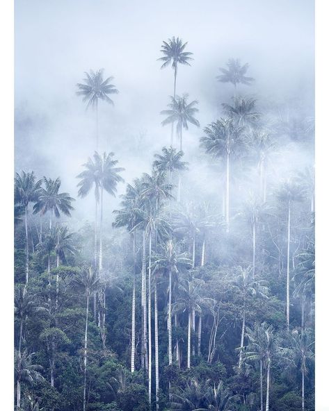 Colombia Travel, The Palm, Palm Trees, Did You Know, Wax, Trees, Abstract Artwork, Forest, Natural Landmarks