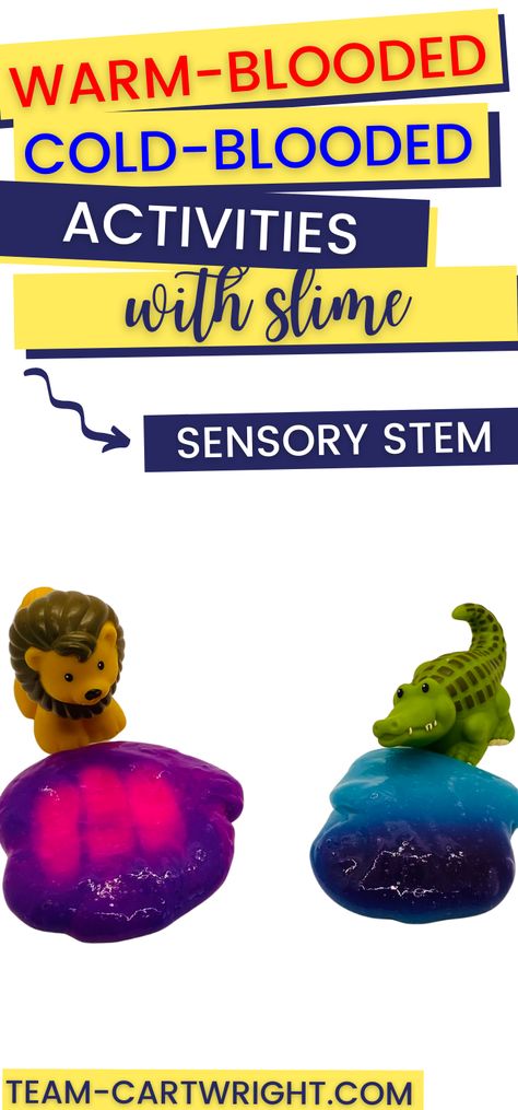 Text: Warm-Blooded Cold-Blooded Activities with Slime! Sensory STEM. Picture: Pink/Purple color change slime with a toy lion representing warm-blooded animals and blue/purple color changing slime with an alligator representing cold-blooded animals for sensory STEM activity. Stem Animals Activities, Animal Stem Activities For Kids, Animal Sensory Activities, Animal Stem Activities, Science Activity For Preschool, Endangered Animals Activities, Animal Science Experiments, Animal Science Activities, Color Changing Slime