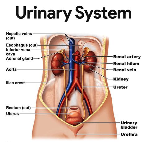 Urinary System Anatomy, Anatomi Dan Fisiologi, Kidney Anatomy, The Urinary System, Excretory System, Urinary System, Basic Anatomy And Physiology, Human Body Anatomy, Medical School Inspiration