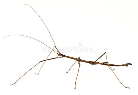 Stick Insect. Northern Walkingstick Insect (Diapheromera fermorata) on a white b , #AFFILIATE, #Northern, #Walkingstick, #Stick, #Insect, #white #ad Walking Stick Insect, White Poplar, Stick Bug, Stick Insect, Anime Artwork, Bugs, Insects, White Background, Full Length