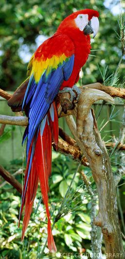 ☼ tiakenzie ☼ Burung Kakatua, Parrot Painting, Parrots Art, Funny Parrots, Macaw Parrot, Colorful Parrots, Parrot Bird, Haiwan Peliharaan, Lukisan Cat Air