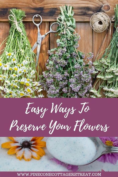 How To Dry Daisies, Ideas For Dry Flowers, Dry Out Flowers Diy, How To Preserve Dried Flowers, Diy Dried Flowers Crafts, Dry Out Flowers, How To Dry Out Flowers, Dry Sunflowers, Preserving Roses