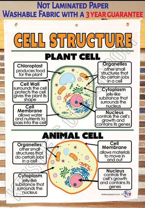 Animal Anchor Chart, Animal Science Aesthetic, Plant Cell And Animal Cell, Animal Cell Drawing, Cells Science, Animal Cell Structure, Cell Drawing, Plant Cell Structure, Drawing Worksheet