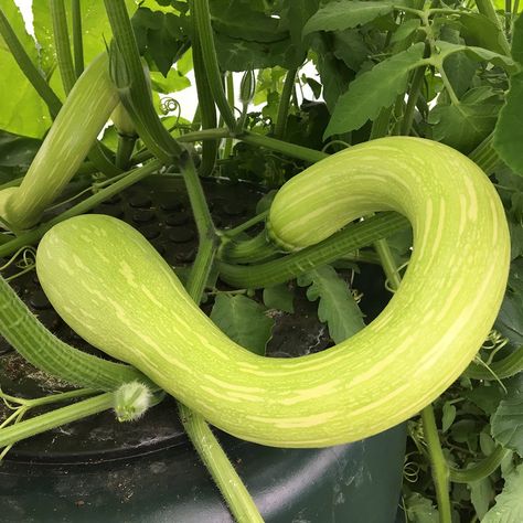 8 Types of Summer Squash (and How to Cook Them) | Taste of Home Sweet Dumpling Squash, Baby Squash, Squash Types, Sauteed Squash, Pattypan Squash, Crookneck Squash, Squash Boats, Green Zucchini, Squash Varieties