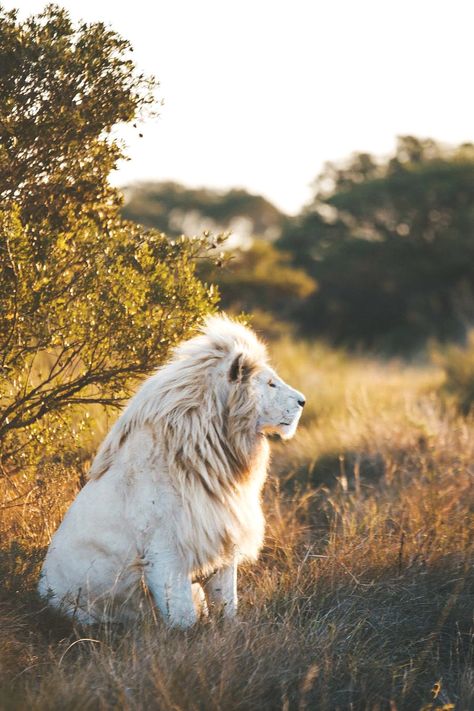 Lion Photography, Lions Photos, Beautiful Lion, Il Re Leone, Albino Animals, Baby Elefant, Lion Images, Lion Pictures, White Lion