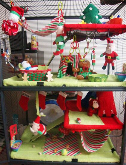 To cute Christmas rat cage idea Ferret Room, Pet Rat Cages, Rattus Rattus, Rat Cage Accessories, Ferret Stuff, Dog Infographic, Sugar Glider Cage, Sugar Glider Toys, Ferret Cage