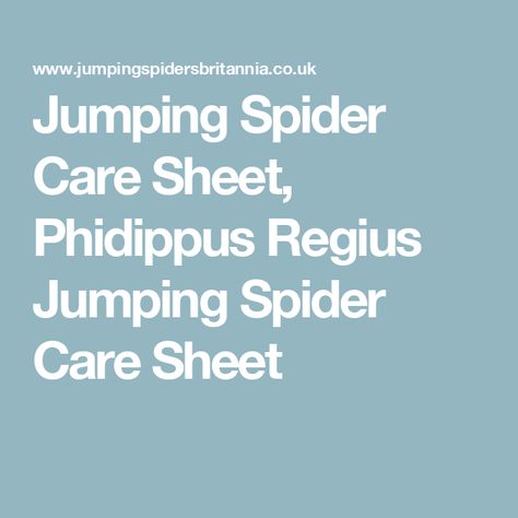 Jumping Spider Care Sheet, Phidippus Regius Jumping Spider Care Sheet Jumping Spider Care, Pet Jumping Spider, Jumping Spiders, Jumping Spider, Heat Mat, What It Takes, Spiders, Spider Web, It Takes