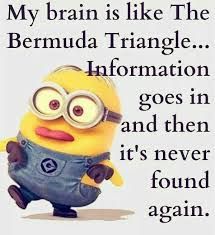 Its like when u study for ur exam at night                               and Forget everything in the morning Minion Comebacks, Minion Humor, Grumpy Cats, Minions Images, Minion Memes, Minions Humor, Funny Minion Pictures, Funny Minion Memes, Minion Pictures