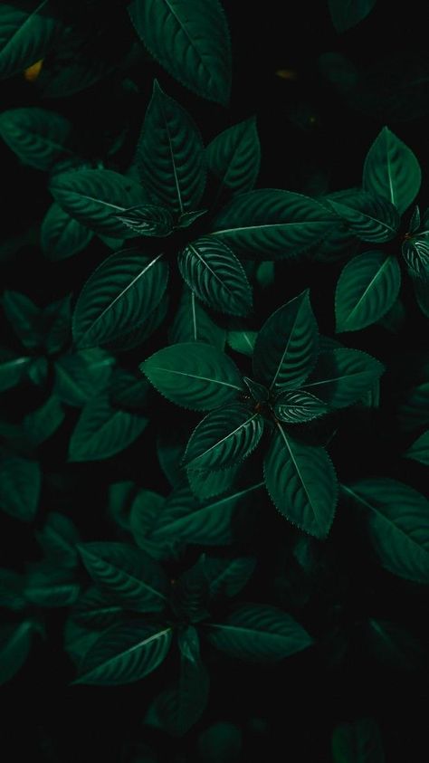 Dark Green Leaf Wallpaper, Emerald Accent Wall, Phtalo Green, Apartment Bedroom Office, Pthalo Green, Green Wallpaper Iphone, College Apartment Bedroom, Greenery Wallpaper, Green Nature Wallpaper