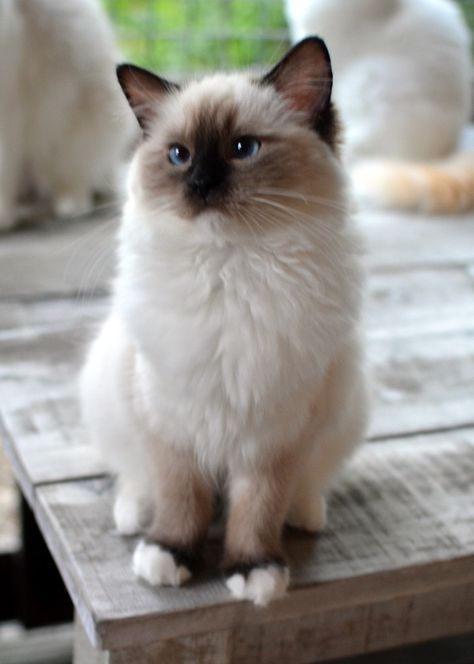 Seal Mitted Ragdoll, Seal Point Ragdoll, Mitted Ragdoll, Espresso Macchiato, Regnul Animal, Ragdoll Kittens, Birman Cat, Ragdoll Kitten, Ragdoll Cat