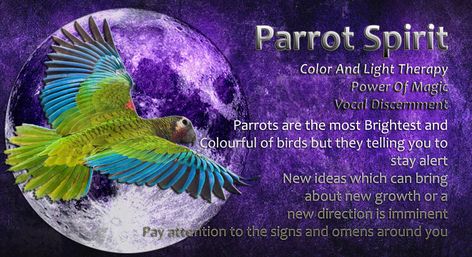 Parrot spirit Peacock Spirit Animal Meaning, Crow Meaning Spirit Animal, Parrot Spiritual Meaning, Totem Animals Meaning, Native American Animals, Shadow Work Spiritual, Spirit Of The Animals Oracle, Spirit Animal Meaning, Animal Spirit Guide