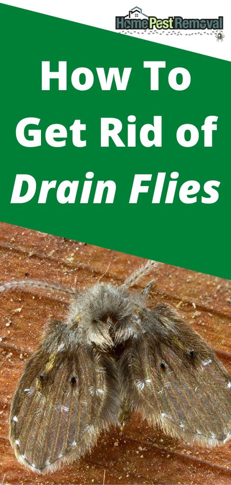 Drain Flies How To Get Rid Of, Drain Gnats Get Rid Of, Drain Gnats How To Get Rid Of, Gnats In Sink Drain, Fruit Flies In Drain Sinks, Black Fly Bites, Fruit Flys How To Get Rid Of In Drain, Clean Shower Drain, Fly Remedies