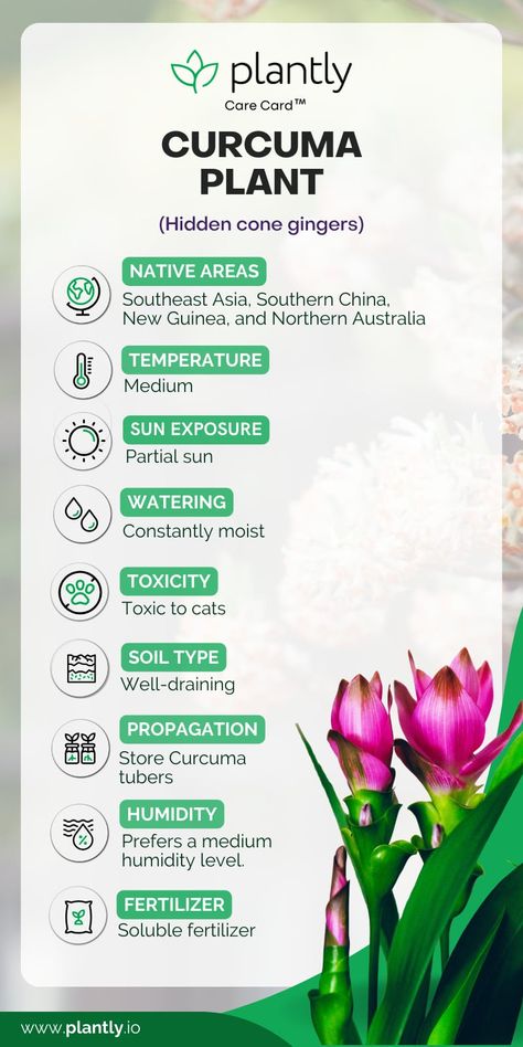 How to Grow and Care for Cucurma ( Turmeric ) | Plantly Curcuma Plant Care, Curcuma Plant, Grow Turmeric, Summer Blooming Flowers, Turmeric Plant, Ginger Flower, Flower Spike, Sun And Water, Traditional Medicine